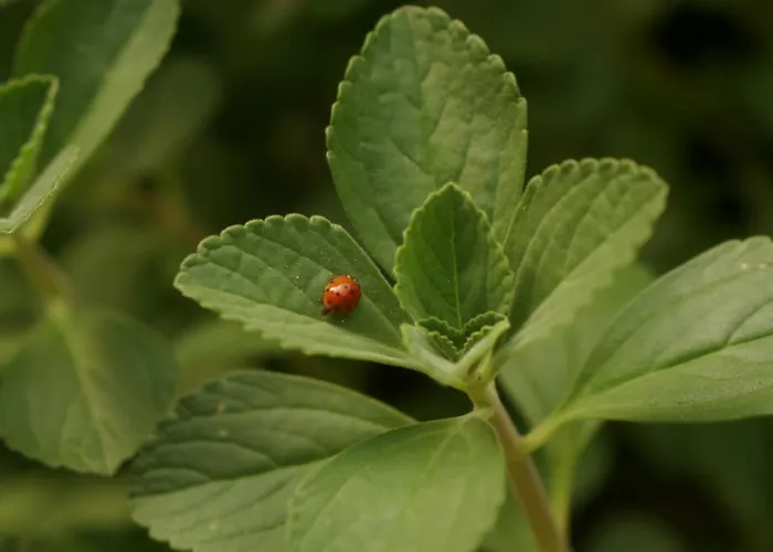 Poa Eco Hostel Porto Alegre